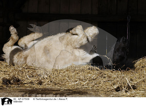 Isl�nder / Icelandic horse / AP-07508