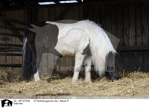 Isl�nder / Icelandic horse / AP-07509