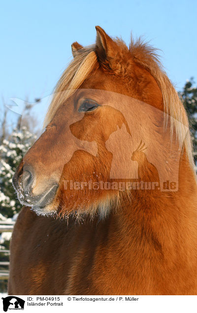 Islnder Portrait / Icelandic horse portrait / PM-04915