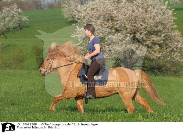 Frau reitet Islnder / woman rides Icelandic horse / SS-22308