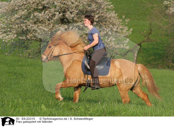 Frau reitet Isl�nder / woman rides Icelandic horse / SS-22310