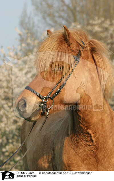 Islnder Portrait / Icelandic horse Portrait / SS-22324