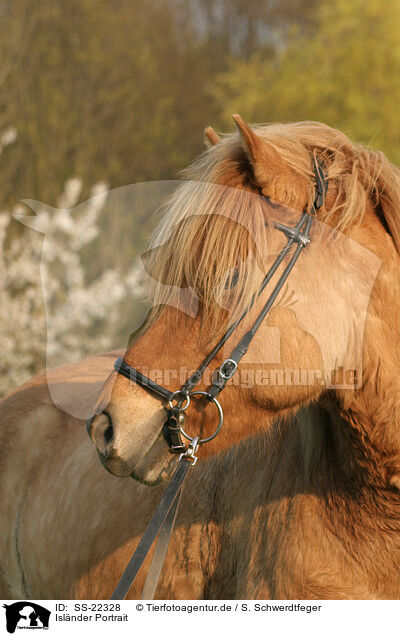 Islnder Portrait / Icelandic horse Portrait / SS-22328