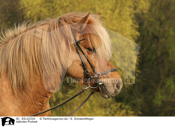Islnder Portrait / Icelandic horse Portrait / SS-22330