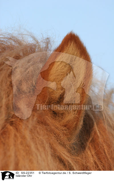 Islnder Ohr / Icelandic horse ear / SS-22351