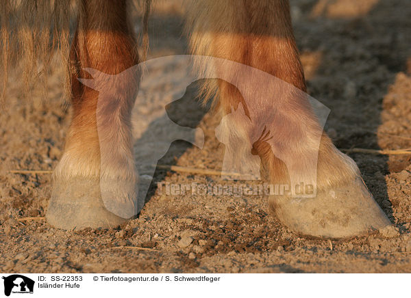 Islnder Hufe / Icelandic horse hoofs / SS-22353