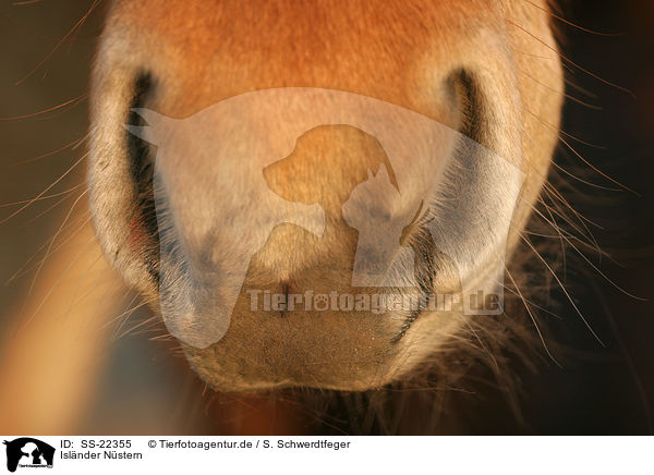 Islnder Nstern / Icelandic horse nostril / SS-22355