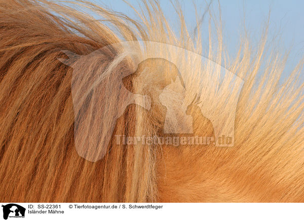 Islnder Mhne / Icelandic horse mane / SS-22361