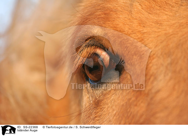 Islnder Auge / Icelandic horse eye / SS-22368