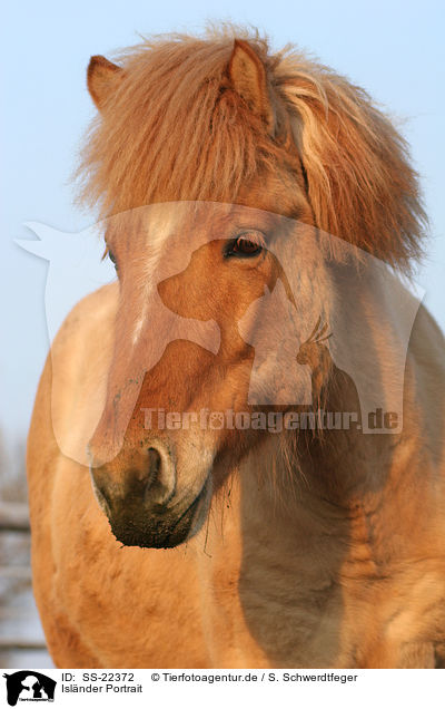 Islnder Portrait / Icelandic horse portrait / SS-22372