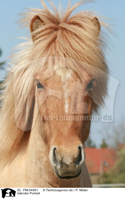 Islnder Portrait / Icelandic horse portrait / PM-04991