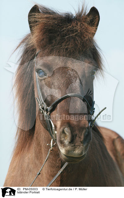 Islnder Portrait / Icelandic horse portrait / PM-05003