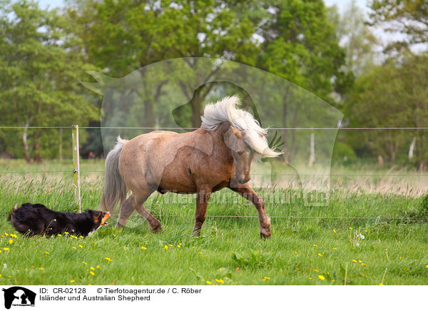 Islnder und Australian Shepherd / Icelandic horse and Australian Shepherd / CR-02128