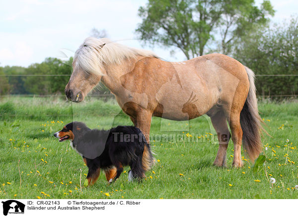 Islnder und Australian Shepherd / Icelandic horse and Australian Shepherd / CR-02143