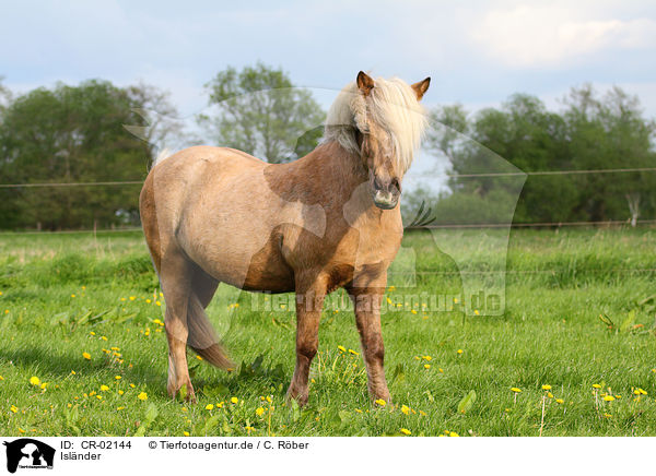 Islnder / Icelandic horse / CR-02144