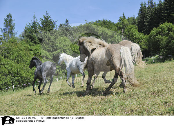 galoppierende Ponys / galloping Ponys / SST-08797