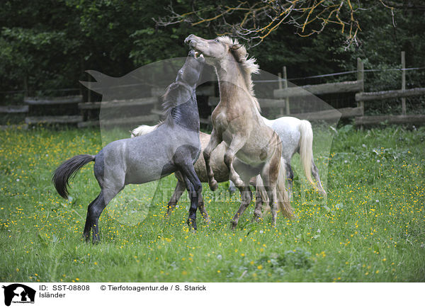 Islnder / Icelandic horses / SST-08808