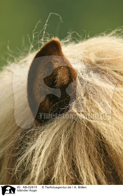 Isl�nder Auge / Icelandic horse eye / AB-02815