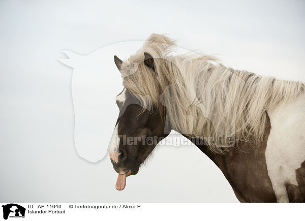 Islnder Portrait / AP-11040