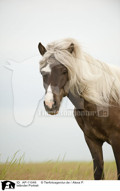 Islnder Portrait / Icelandic horse portrait / AP-11046
