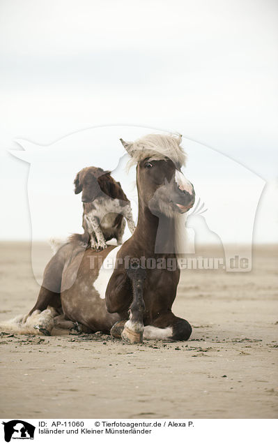 Islnder und Kleiner Mnsterlnder / AP-11060