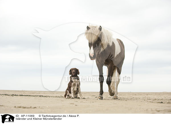 Islnder und Kleiner Mnsterlnder / Icelandic horse and small munsterlander / AP-11069