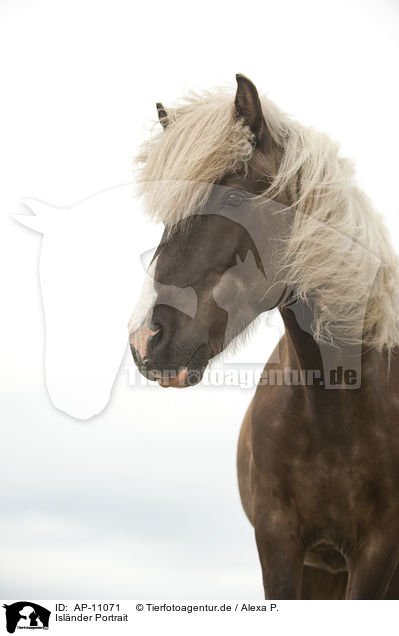 Islnder Portrait / Icelandic horse portrait / AP-11071