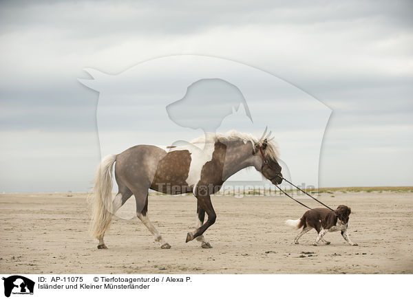 Islnder und Kleiner Mnsterlnder / Icelandic horse and small munsterlander / AP-11075
