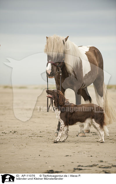 Islnder und Kleiner Mnsterlnder / Icelandic horse and small munsterlander / AP-11076