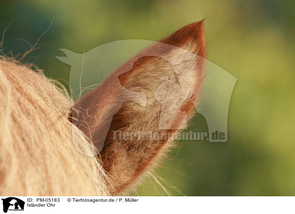 Islnder Ohr / Icelandic horse ear / PM-05183