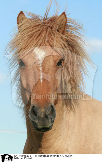 Islnder Portrait / Icelandic horse portrait / PM-05238