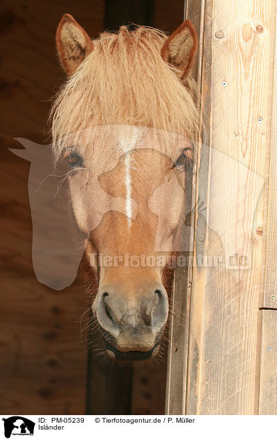 Isl�nder / Icelandic horse / PM-05239