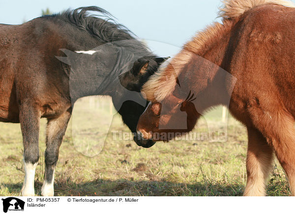 Islnder / Icelandic horses / PM-05357