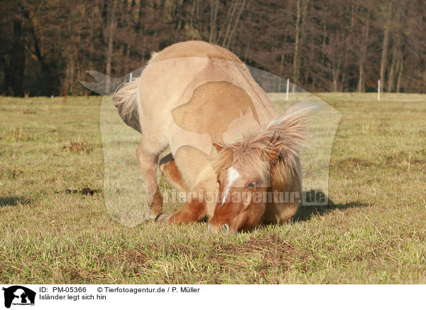 Islnder legt sich hin / Icelandic horse lay down / PM-05366