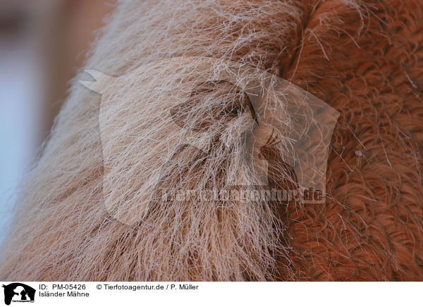 Islnder Mhne / Icelandic horse mane / PM-05426
