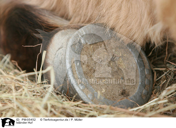 Islnder Huf / Icelandic horse hoof / PM-05452
