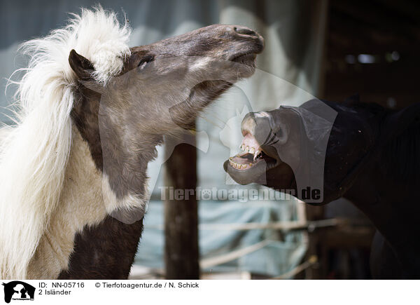 2 Islnder / 2 Icelandic horses / NN-05716