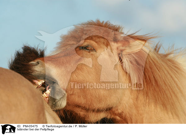 Islnder bei der Fellpflege / cleaning Icelandic horses / PM-05475