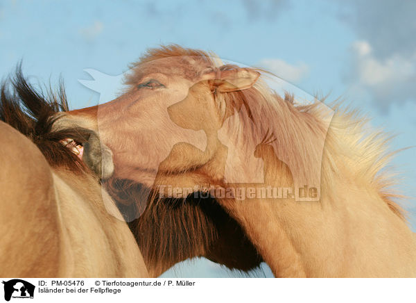 Islnder bei der Fellpflege / cleaning Icelandic horses / PM-05476