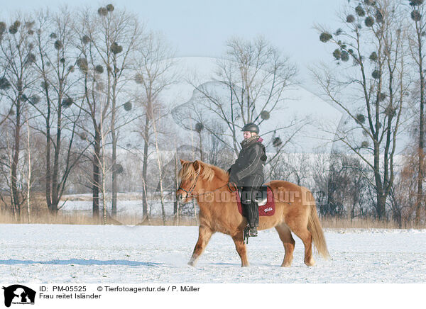 Frau reitet Isl�nder / woman rides Icelandic horse / PM-05525