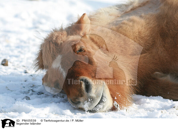 liegender Islnder / lying Icelandic horse / PM-05539