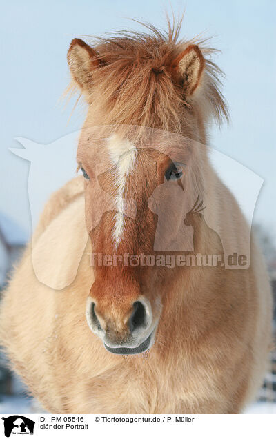 Islnder Portrait / Icelandic horse portrait / PM-05546