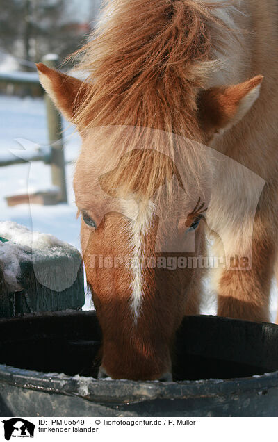 trinkender Islnder / drinking Icelandic horse / PM-05549