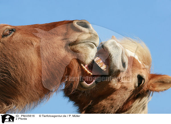 2 Pferde / 2 horses / PM-05616