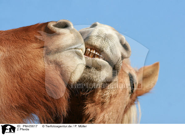 2 Pferde / 2 horses / PM-05617