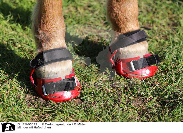 Islnder mit Hufschuhen / Icelandic horse with / PM-05672