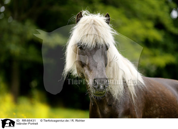 Islnder Portrait / Icelandic horse Portrait / RR-66431