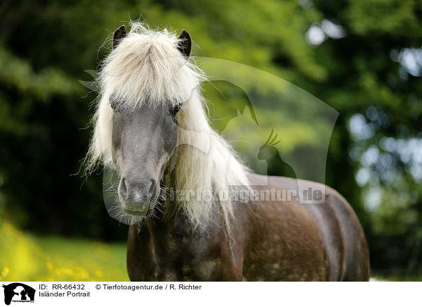 Islnder Portrait / Icelandic horse Portrait / RR-66432