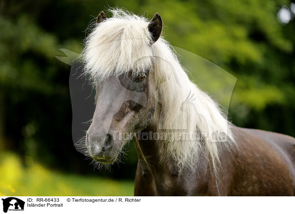 Islnder Portrait / Icelandic horse Portrait / RR-66433