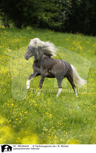 galoppierender Islnder / galloping Icelandic horse / RR-66444